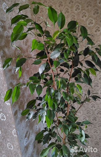 Фикус бенджамина большой