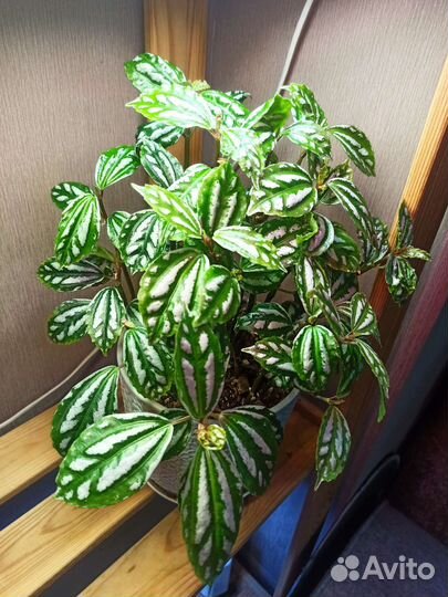 Пелея кадье