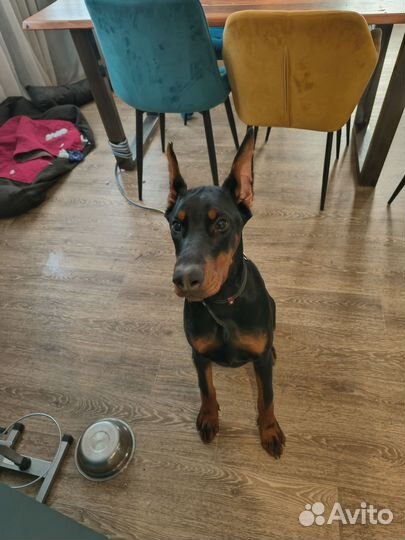 Щенок добермана 5 месяцев