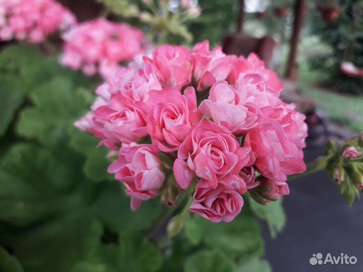 Пеларгония Australian pink rosebud, Swanland Pink