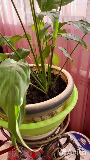 Спатифиллум