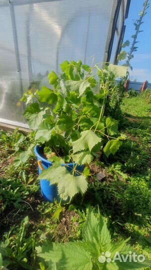 Саженцы винограда кишмиш