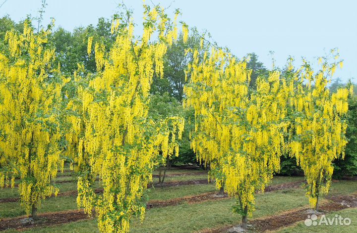 Бобовник Золотой дождь