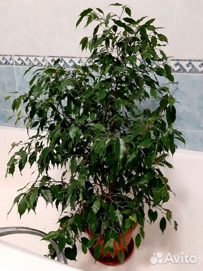 Фикус бенджамина