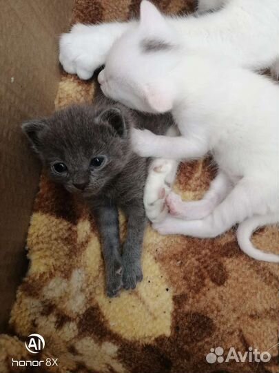 Котята в добрые руки бесплатно