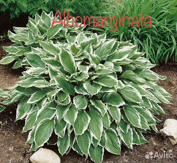 Хосты, садовые растения, цветы