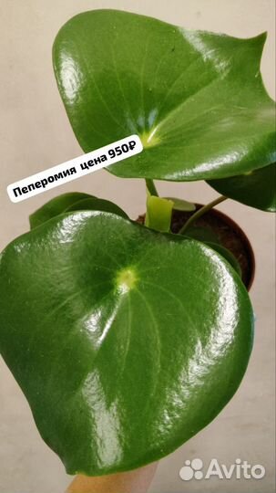 Комнатные растения