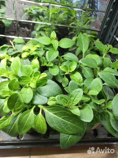 Петуния тайдал