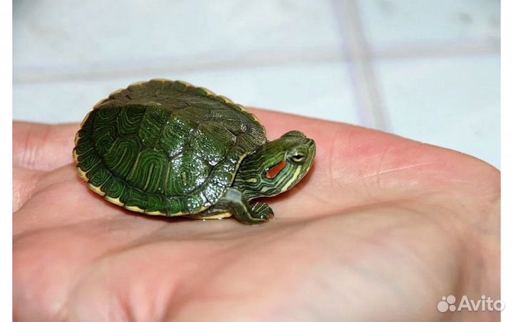 Аквариумные рыбки