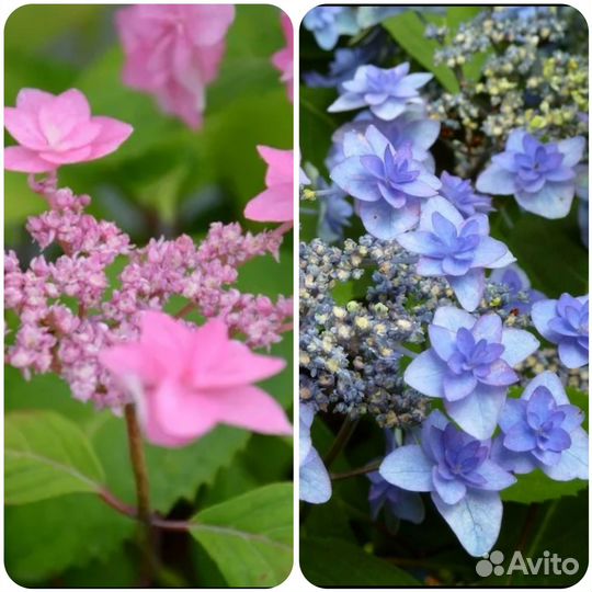 Гортензия саженцы