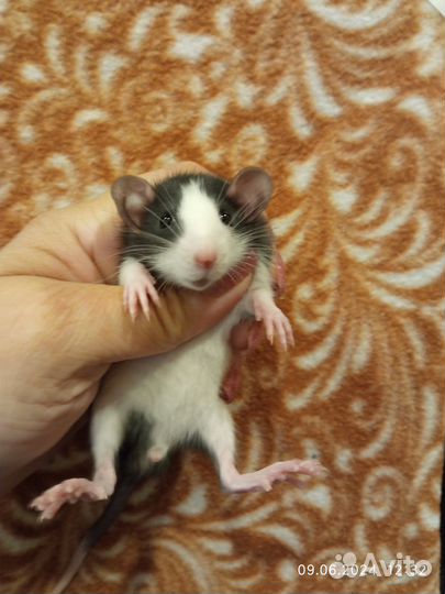 Крысы, крысята дамбо от заводчика, клетки