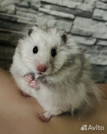 Сирийский хомяк