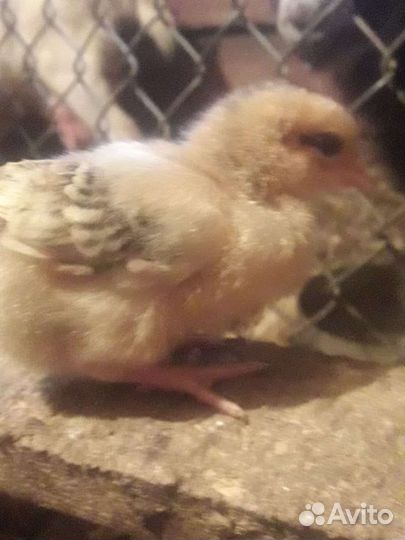 Цыпленок