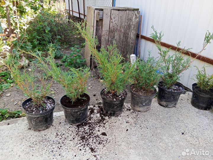 Можжевельник виргинский