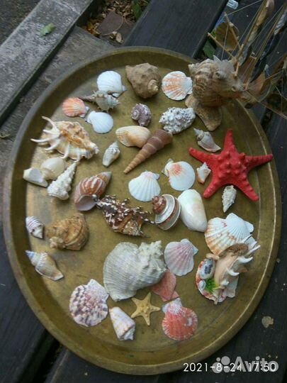 Ракушки морские