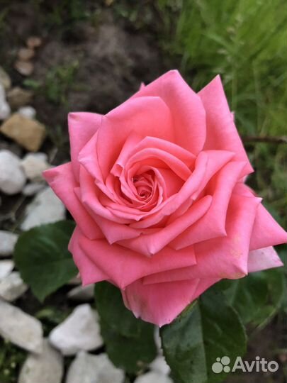 Саженцы роз спрей