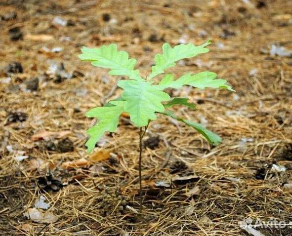 Саженцы дуб