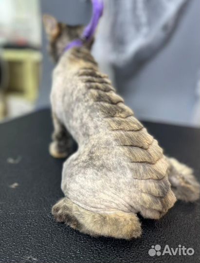 Грумминг собак и кошек