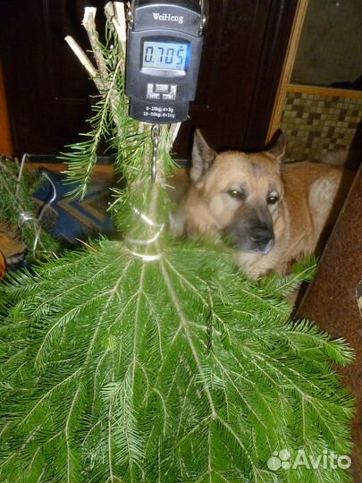 Пихтовые веники. свежие сибирские авито доставка