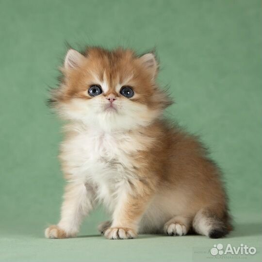 Котята золотые британские длинношёрстные шиншиллы