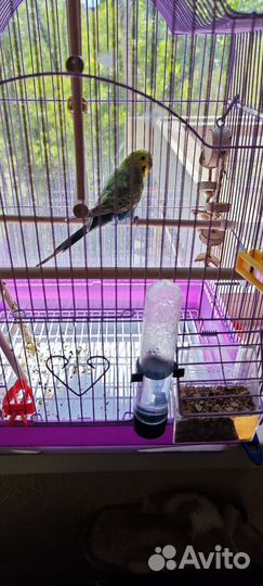 Волнистый попугай с клеткой