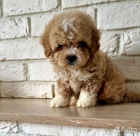 Щенки мальтипу