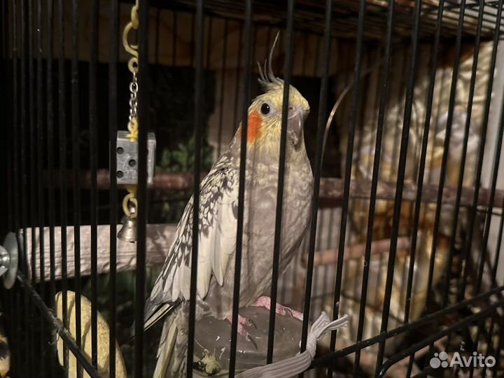 Попугай корелла с клеткой