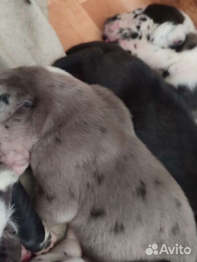 Немецкий дог