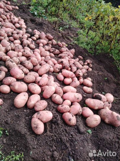 Картофель Новые Бурасы