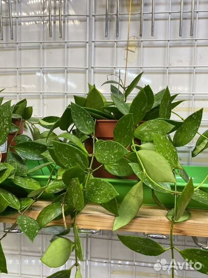 Хойя карноза триколор, хойя Вайети