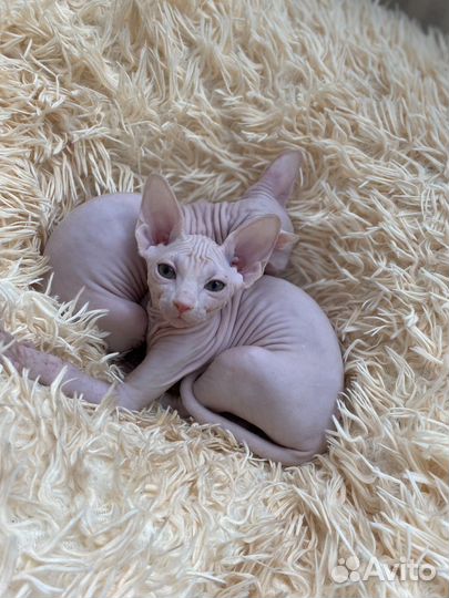 Канадский сфинкс