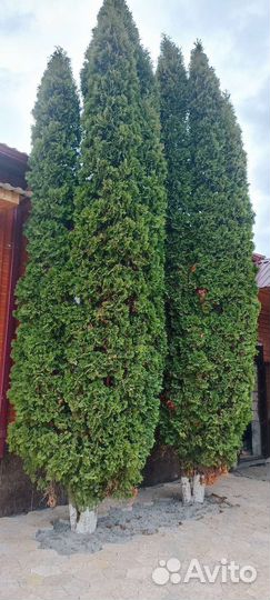 Можжевельник