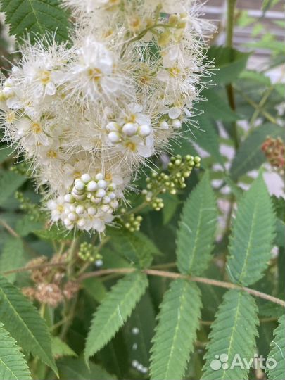 Декоративно лиственное растение живая изгородь