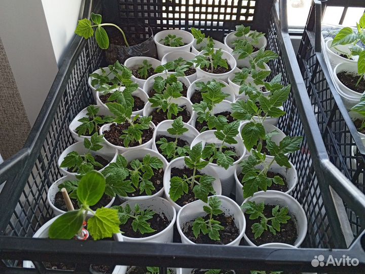 Рассада помидор, перца, огурцов, баклажан