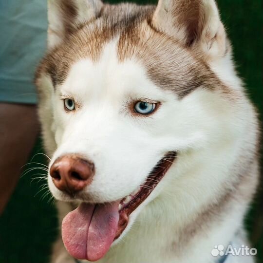 Вязка собак