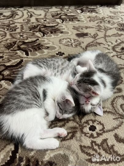 Котята в добрые руки
