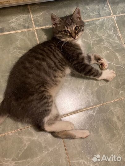 Котенок