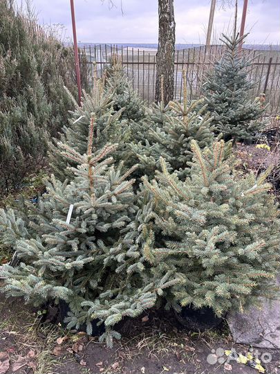 Ель голубая в горшке