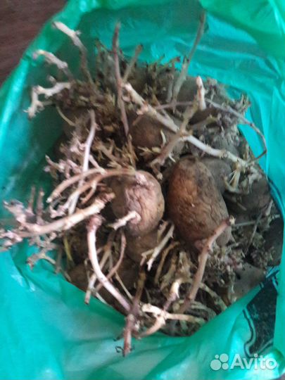 Картофель на посадку