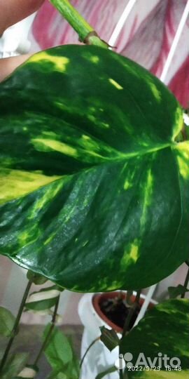 Эпипремнум Пиннатум жёлтый