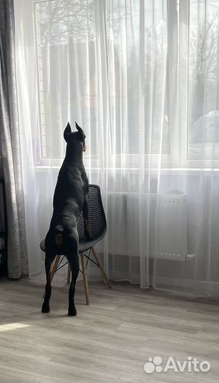 Доберман вязка