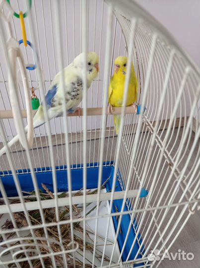 Волнистый попугай с клеткой