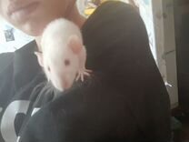 Крыса дамбо, альбинос