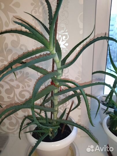 Алоэ, разные размеры