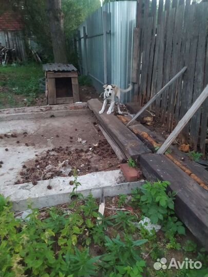 Собака в добрые руки