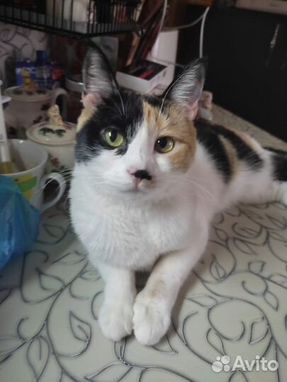 Кошечка в добрые руки