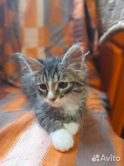 Кошка в дар бесплатно