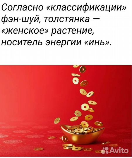 Толстянка крассула/Денежное дерево