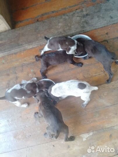 Щенки курцхаара