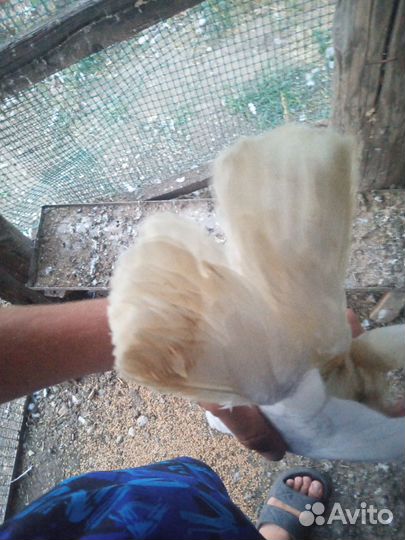 Голуби широкохвостные белые